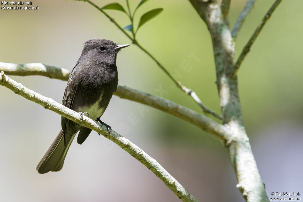 Black Phoebe