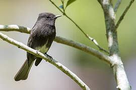 Black Phoebe