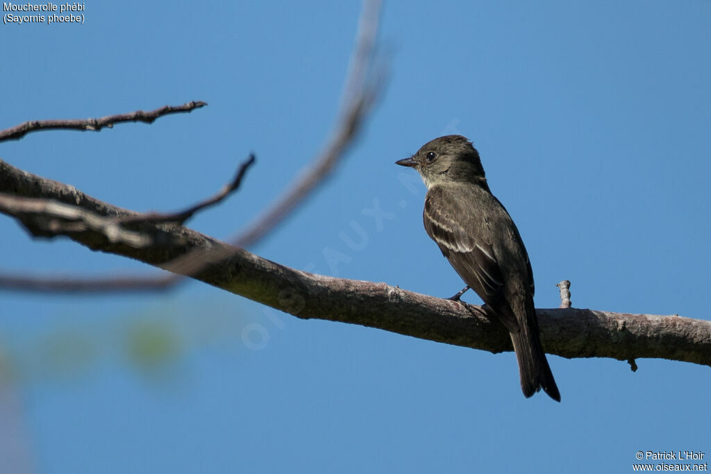 Eastern Phoebe