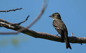 Eastern Phoebe