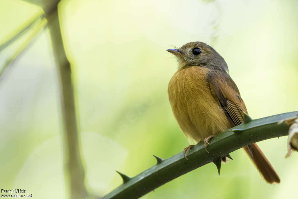 Ruddy-tailed Flycatcheradult, identification