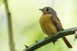 Ruddy-tailed Flycatcher