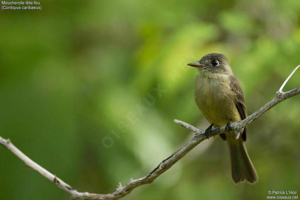 Cuban Pewee