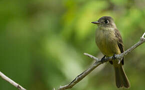 Cuban Pewee