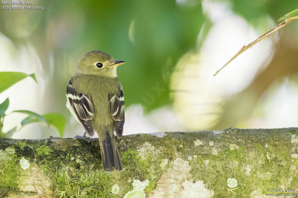 Acadian Flycatcheradult, aspect