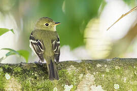 Acadian Flycatcher