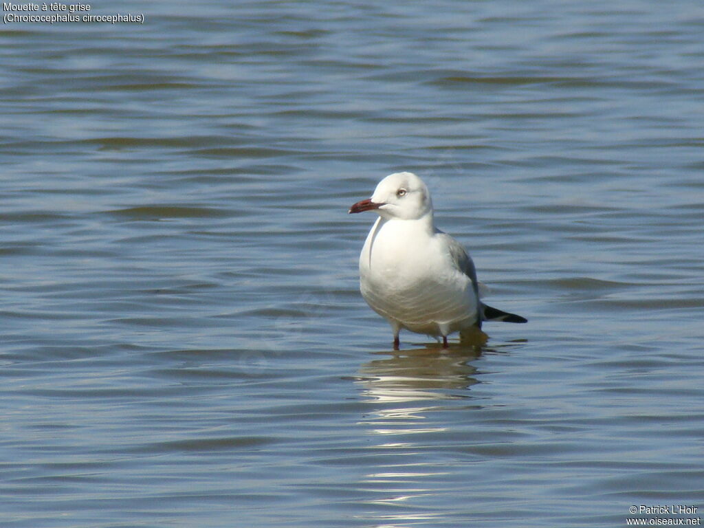 Mouette à tête griseadulte internuptial