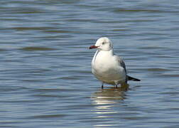 Grey-headed Gull