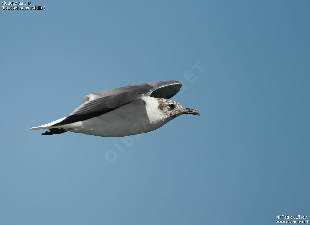 Mouette atricilleadulte internuptial