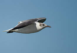 Laughing Gull