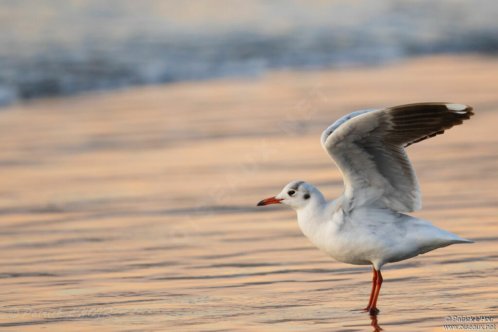 Mouette de Patagonie