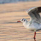 Mouette de Patagonie