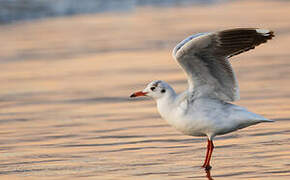 Brown-hooded Gull