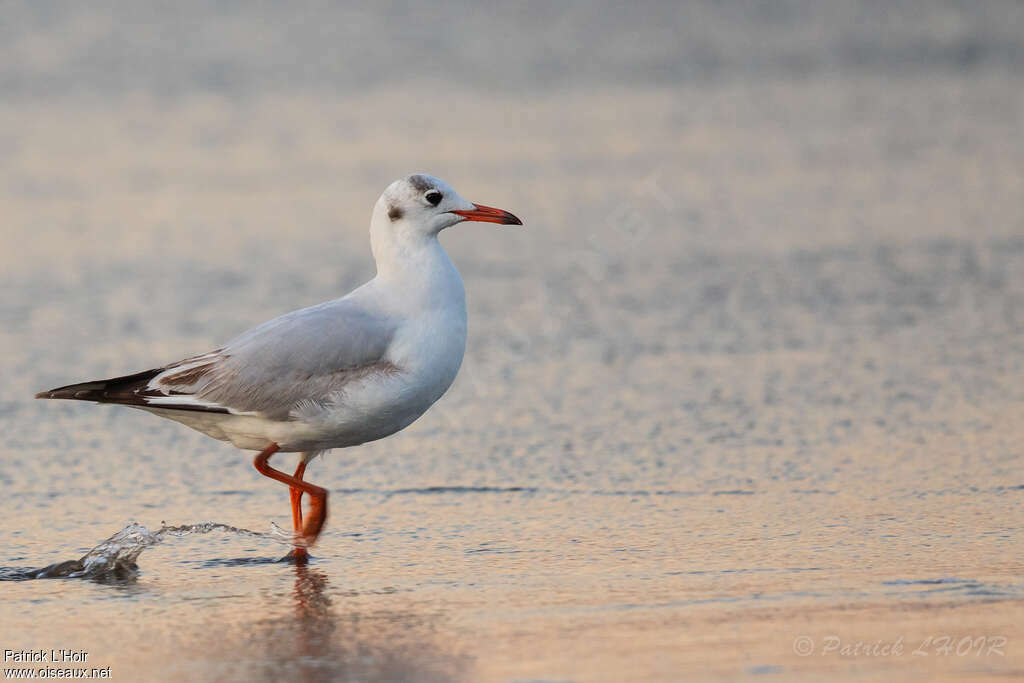 Mouette de Patagonieadulte internuptial