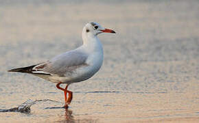 Brown-hooded Gull