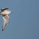 Mouette de Ross