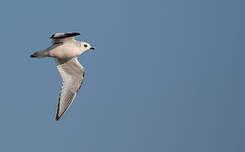 Mouette de Ross