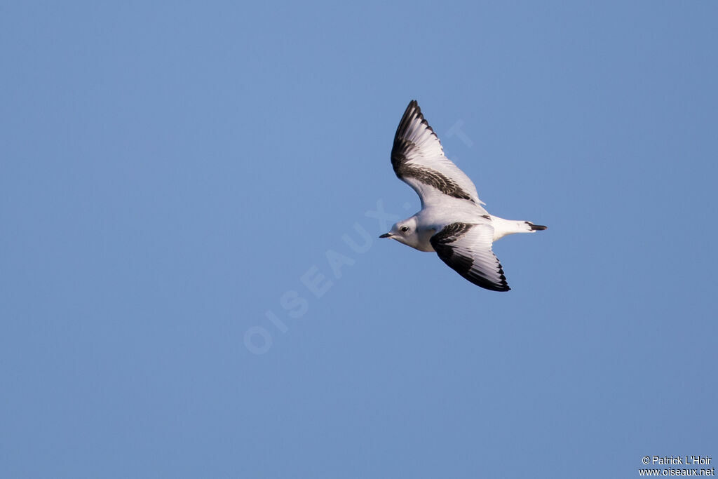 Mouette de Ross2ème année