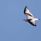 Mouette de Ross