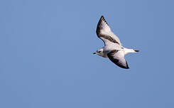 Mouette de Ross