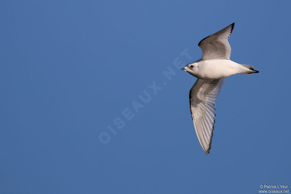 Mouette de Ross