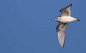 Mouette de Ross