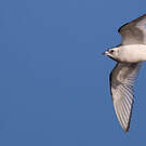 Mouette de Ross