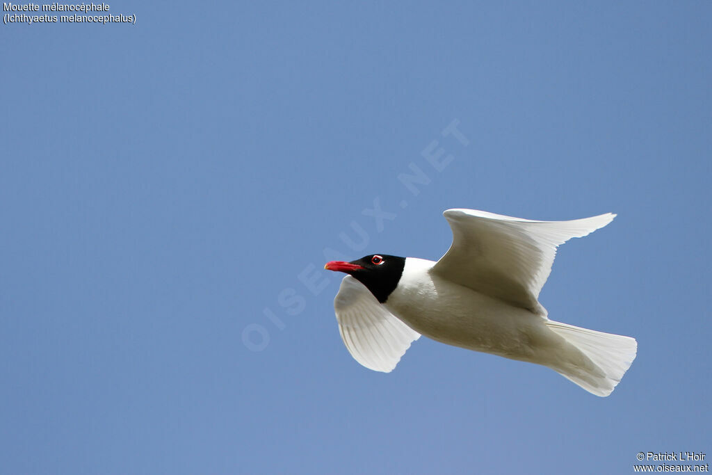 Mouette mélanocéphale, Vol