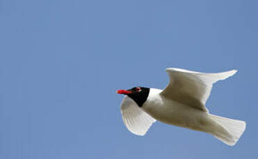 Mouette mélanocéphale