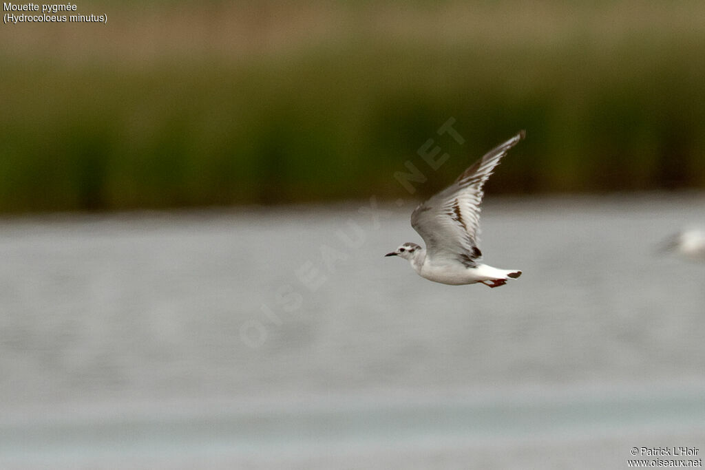 Mouette pygmée, Vol