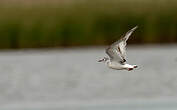 Mouette pygmée