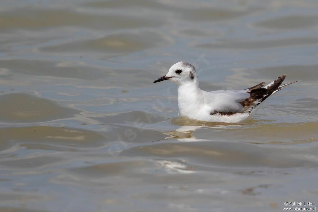 Mouette pygmée