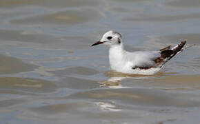 Little Gull