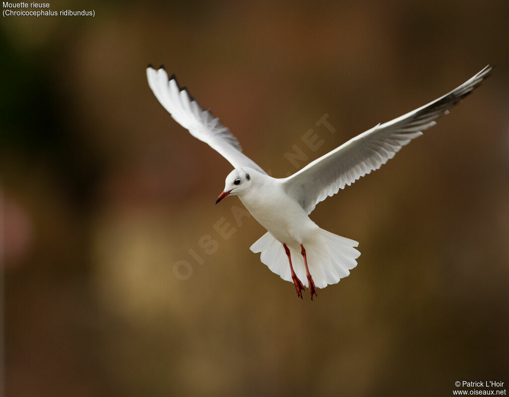 Mouette rieuse, Vol