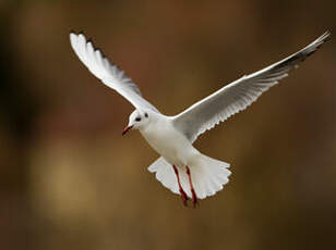 Mouette rieuse