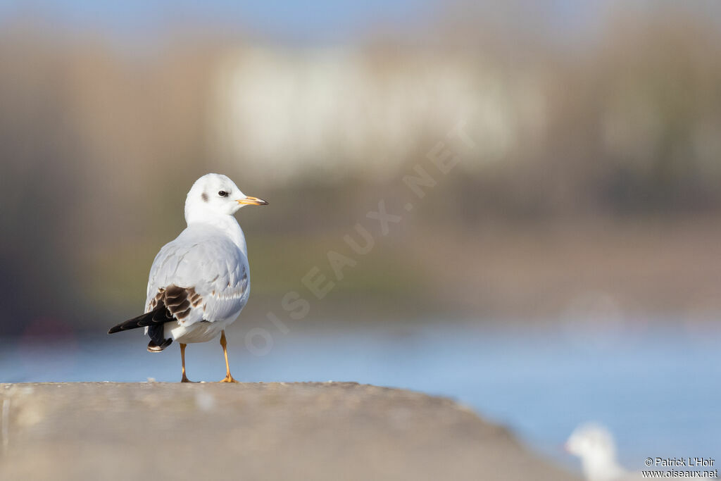 Mouette rieuse