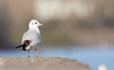 Mouette rieuse