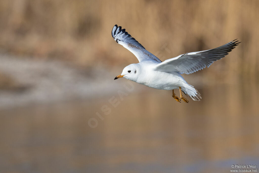 Mouette rieuse