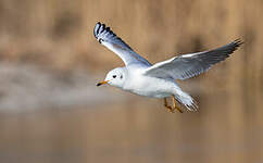 Mouette rieuse