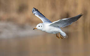 Black-headed Gull