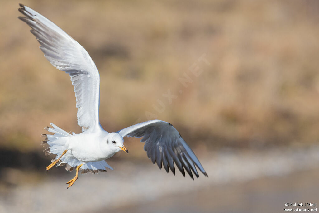 Mouette rieuse