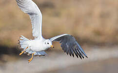 Mouette rieuse