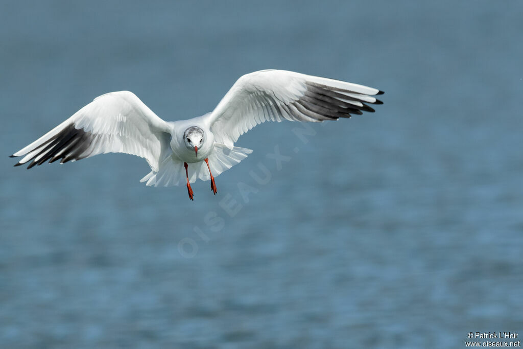 Mouette rieuse