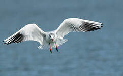 Mouette rieuse