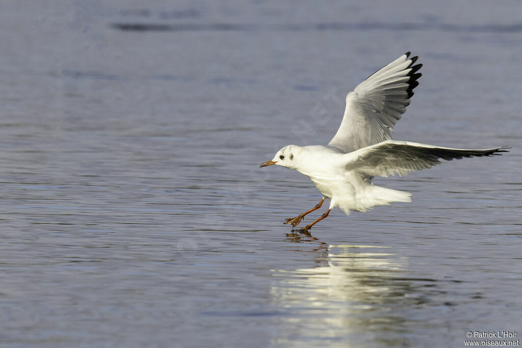 Mouette rieuse