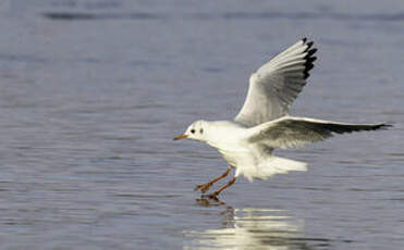 Mouette rieuse