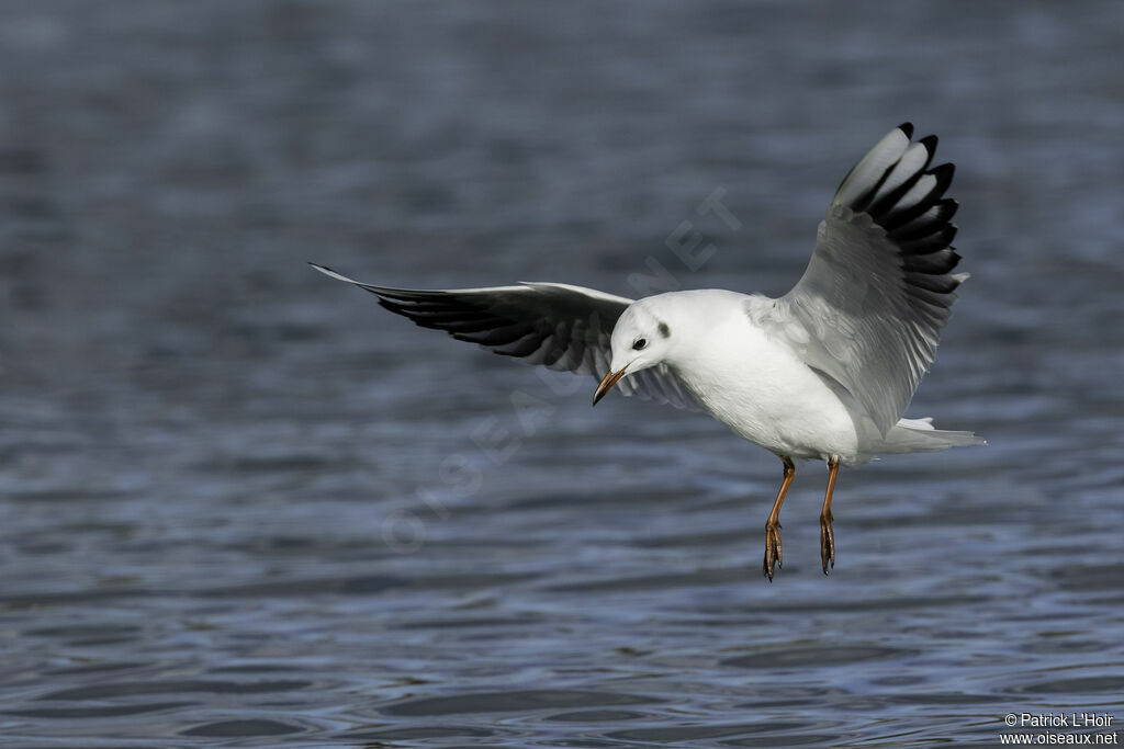 Mouette rieuse