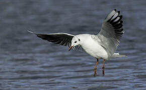 Mouette rieuse