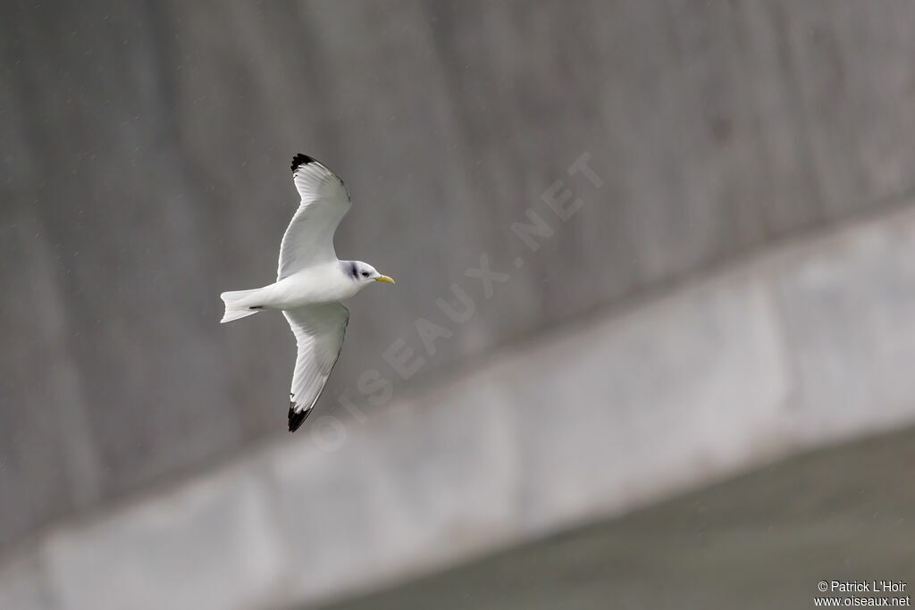 Black-legged Kittiwake