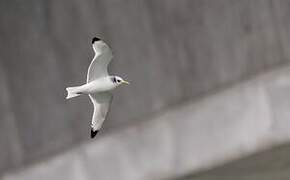 Black-legged Kittiwake